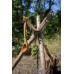 Черпак деревянный Petromax Ladle Olive Wood 60 мл